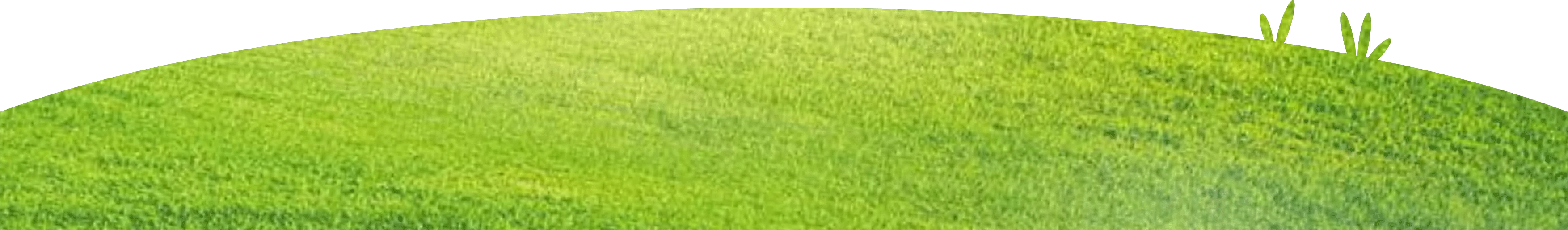 Grass